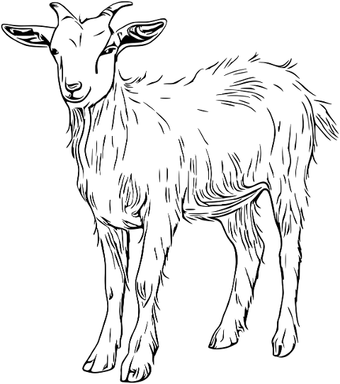 ai-generated-goat-animal-mammal-9315012