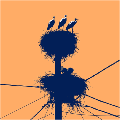 young-storks-sunset-silhouette-9953274