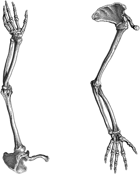 arms-hands-bones-skeleton-7156357