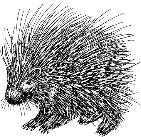 porcupine-animal-spines-line-art-8057147