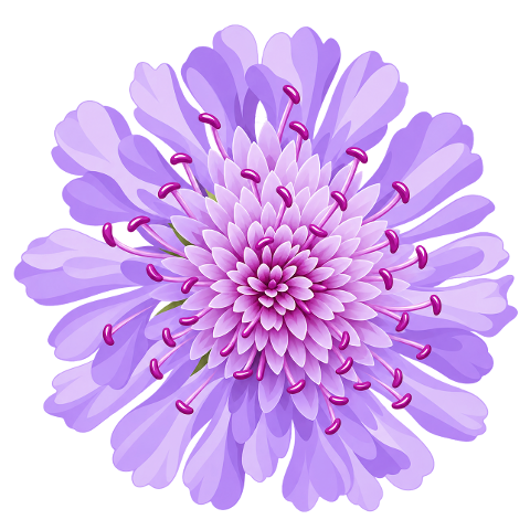 flower-scabiosa-flower-purple-flower-10481057