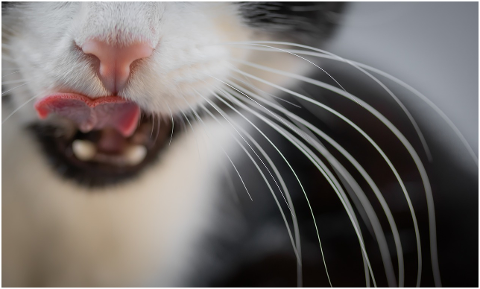 cat-nose-tongue-whiskers-close-up-6037597
