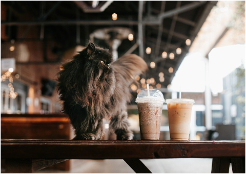 cat-iced-coffee-cafe-persian-cat-6154883