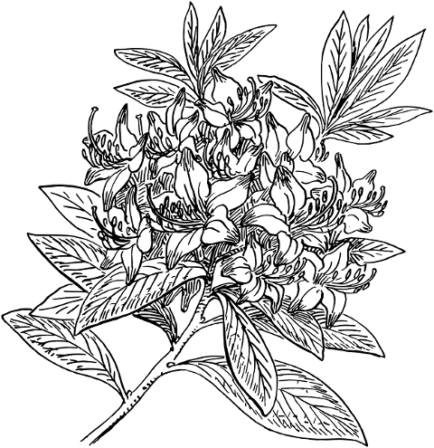 flower-rhododendron-8026909