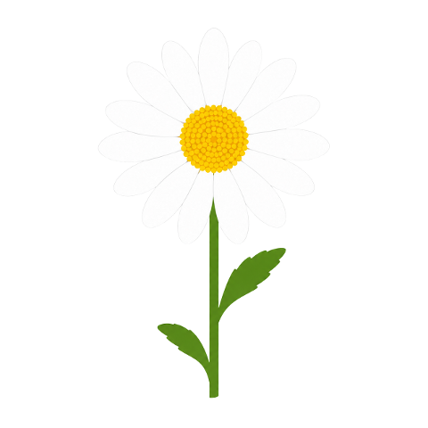 daisy-flower-white-bloom-leaf-10353929