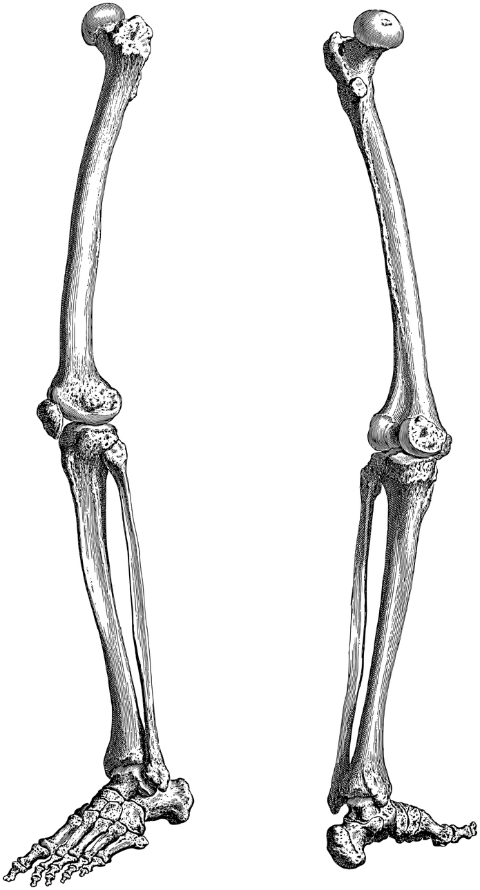 legs-feet-bones-skeleton-7156354
