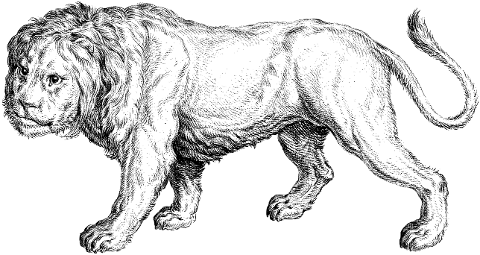 animal-lion-line-art-feline-7148277