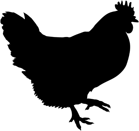 bird-chicken-ornithology-species-6637084