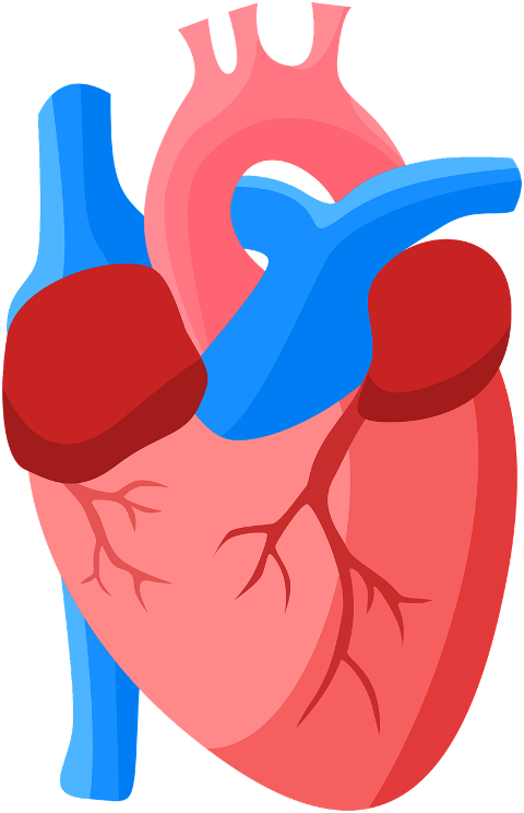 heart-anatomy-human-organ-veins-7735546