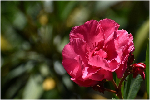 flower-nerium-oleander-pink-flower-6293536