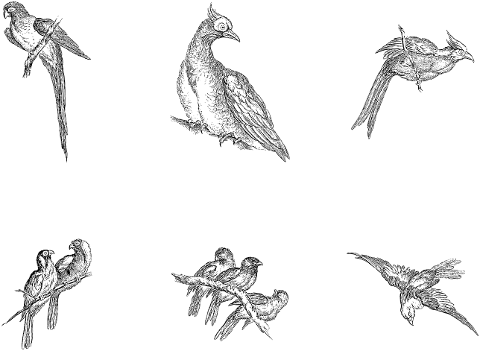 birds-animals-line-art-ornithology-7272767