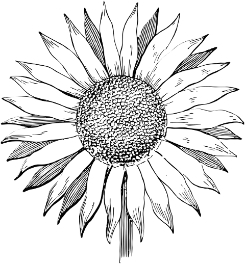 sunflower-flower-line-art-summer-2507845