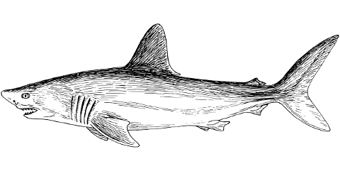 shark-animal-line-art-marine-ocean-8026911