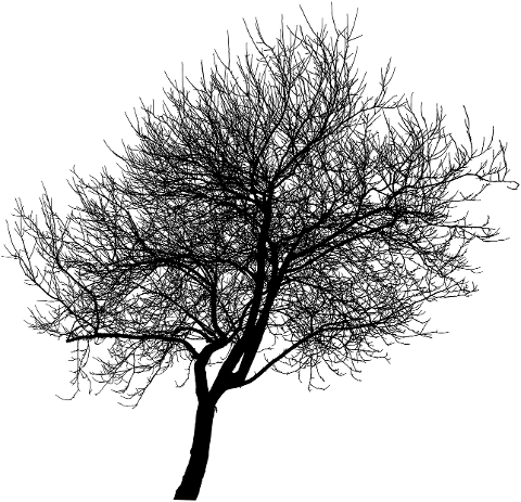 tree-branches-nature-cut-out-6940690