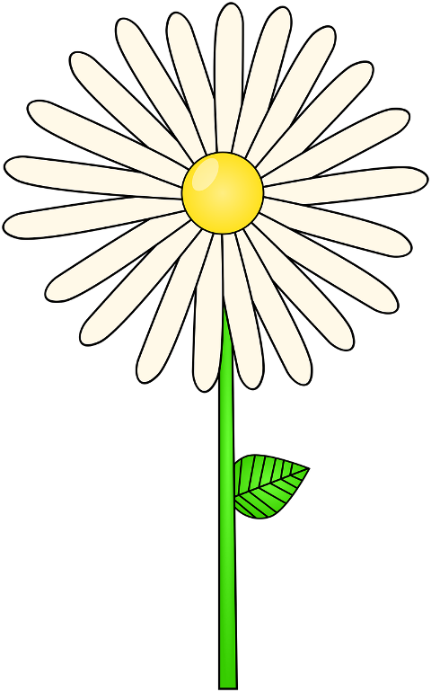 daisy-flower-plant-white-flower-7004505