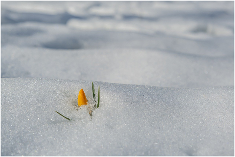 crocus-flower-snow-winter-frost-6015076