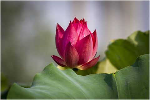 lotus-flower-plant-petals-6073525