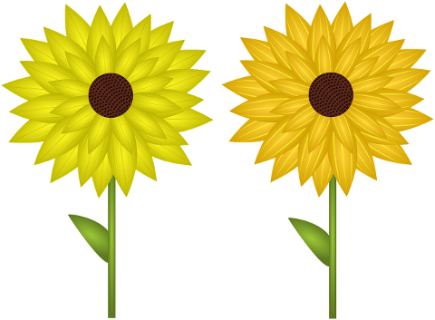 sunflower-flowers-plant-7194776