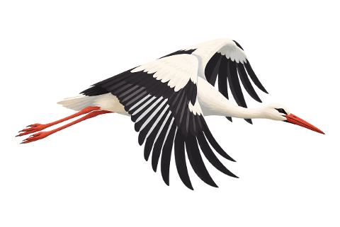 white-stork-flying-bird-10456218
