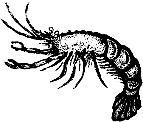 sea-tattoo-ink-shrimp-seafood-6967127