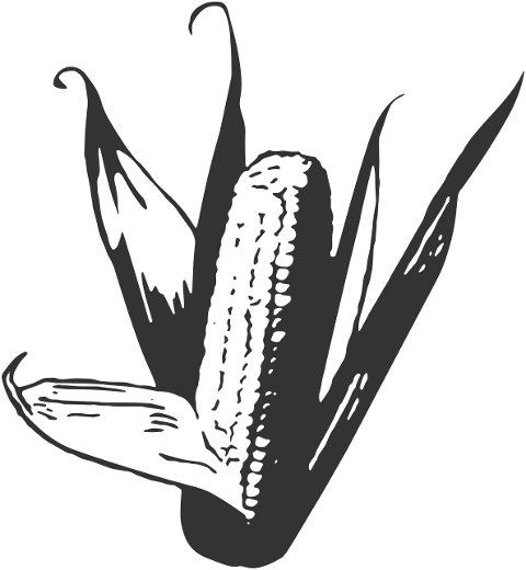 corn-maize-agriculture-background-7436547