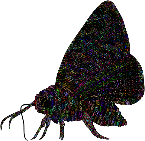 moth-insect-animal-decorative-8261339