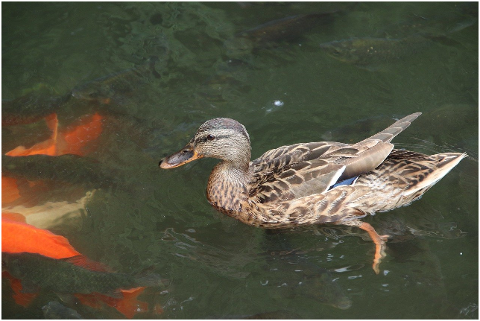 mallard-bird-duck-waterfowl-6050557