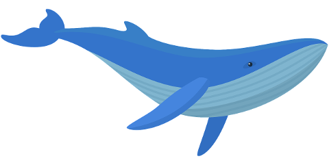 whale-blue-nature-animal-wild-7728288