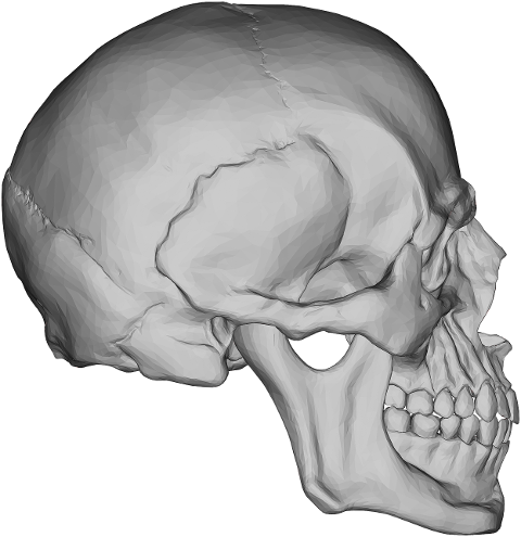 skull-bone-head-face-cranium-7551978
