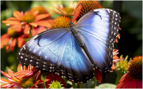 blue-morpho-butterfly-insect-8123271