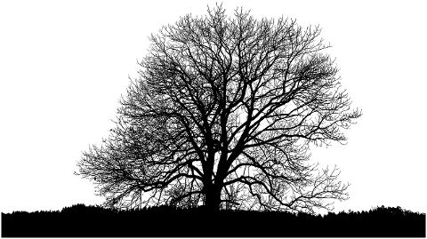tree-silhouette-plants-branches-8546611