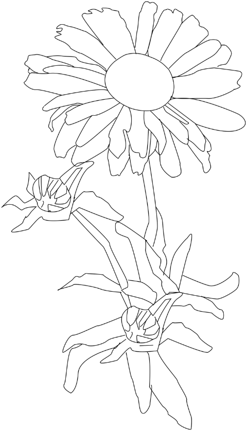 marguerite-lilac-flower-daisy-7237633