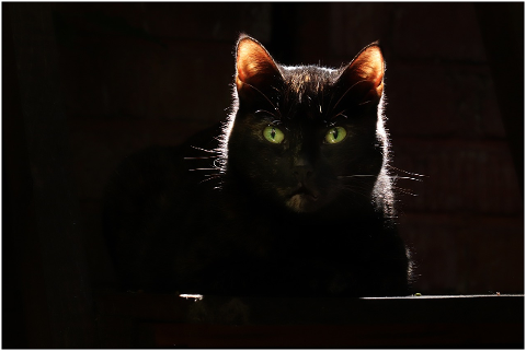 cat-black-cat-s-eyes-view-4307759