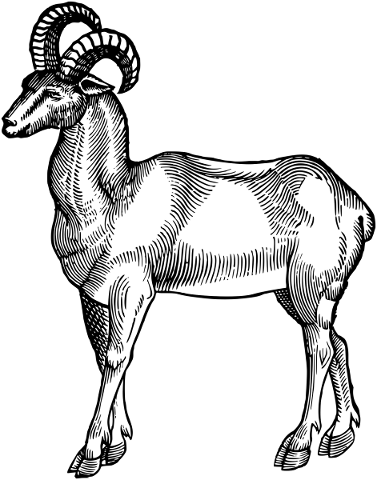 antelope-animal-line-art-vintage-5220761