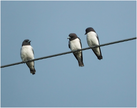 white-breasted-wood-swallow-wild-4606266