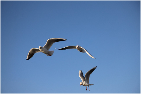 gulls-seagull-sky-animals-flying-4798264