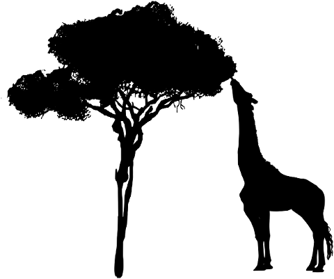 giraffe-tree-eating-nature-africa-4260188