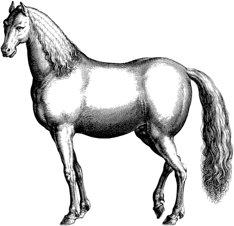horse-vintage-line-art-equine-4813436