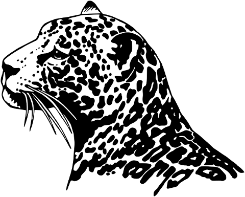 predator-jaguar-big-cat-7931227