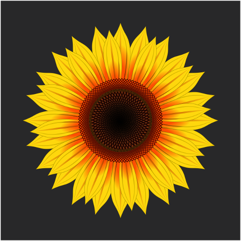sunflower-flower-yellow-flower-7464119