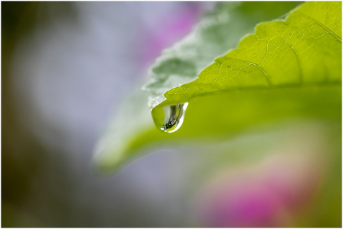 leaf-drip-dew-drop-of-water-plant-4483355