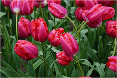 tulips-pink-tulips-leaves-flowers-6066321
