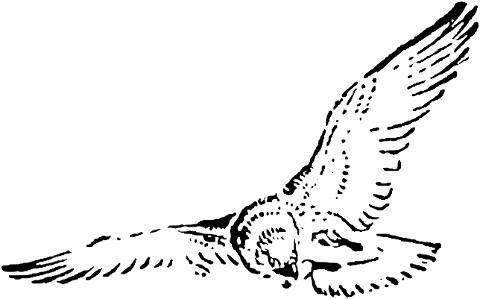 pigeon-bird-avian-line-art-drawing-6704178