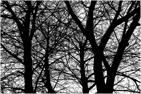 forest-trees-silhouette-branches-5180246
