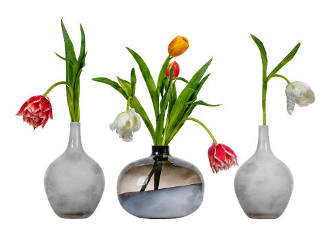 tulips-vase-leaves-floral-6109003