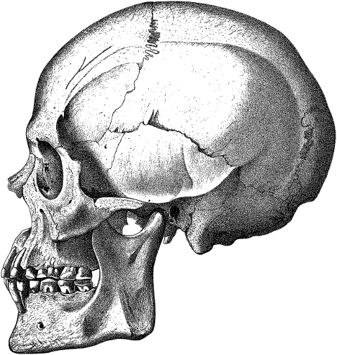 skull-head-cranium-bones-skeleton-8135219