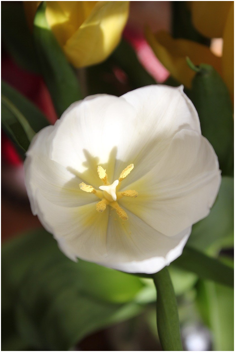 tulip-flower-plant-petals-pistil-6054311