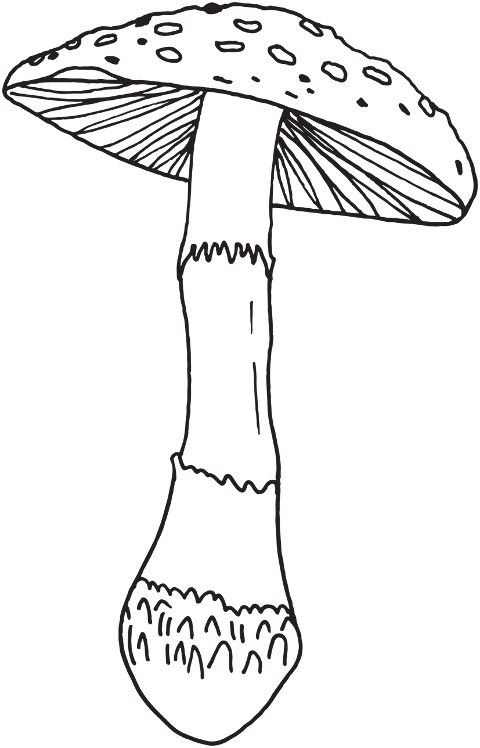 mushroom-cartoon-fungus-mycology-7033782