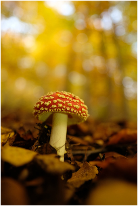 fly-agaric-mushroom-forest-6055662