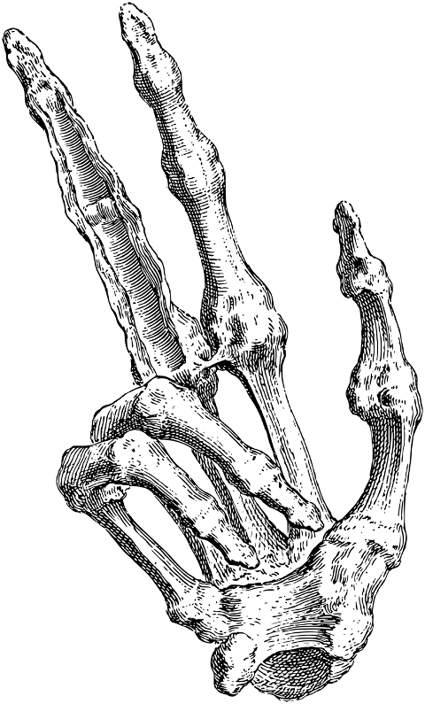 hand-fingers-bones-skeleton-death-7156350